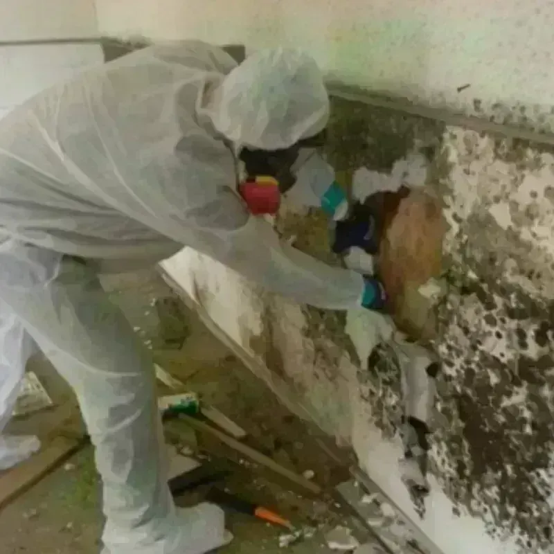 Mold Remediation and Removal in Flourtown, PA